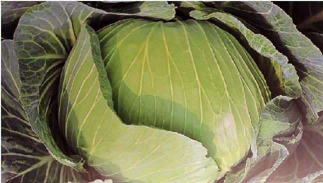 JOEUN seeds