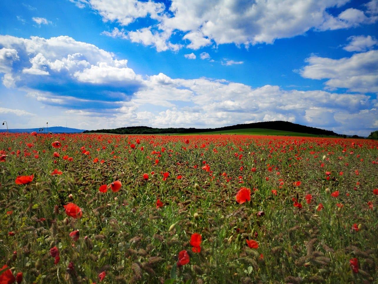 Wildflower Seeds