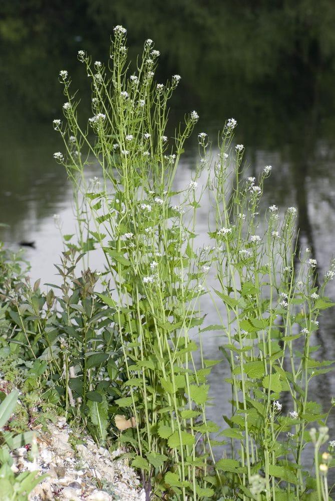 Alliaria petiolata