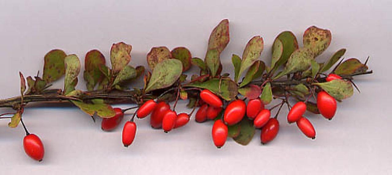 Berberis thumbergia