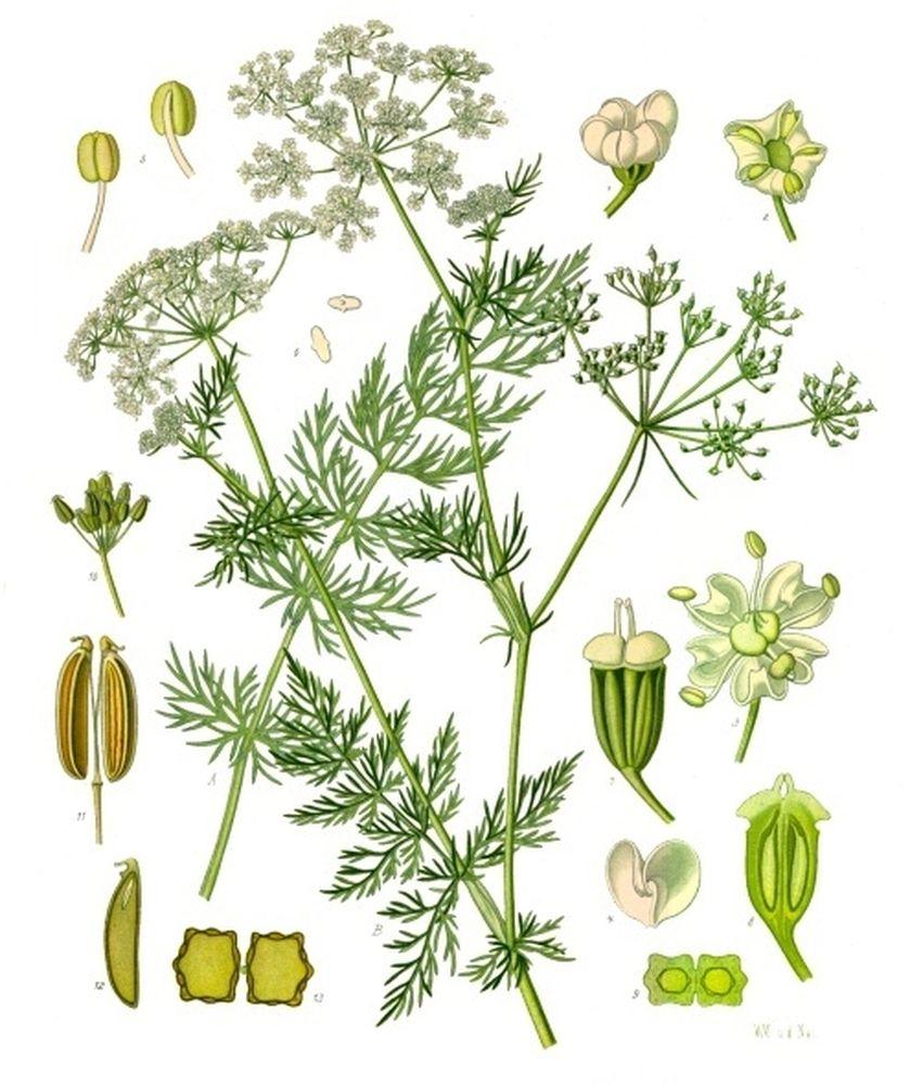 Carum carvi biennis