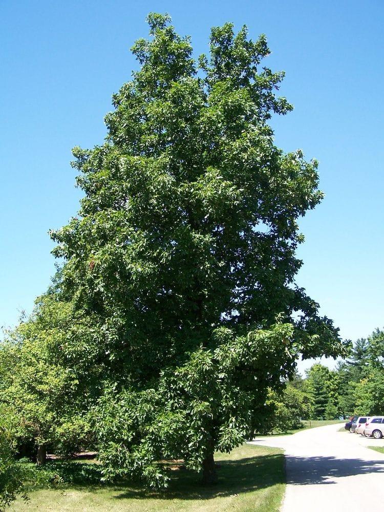 Carya
