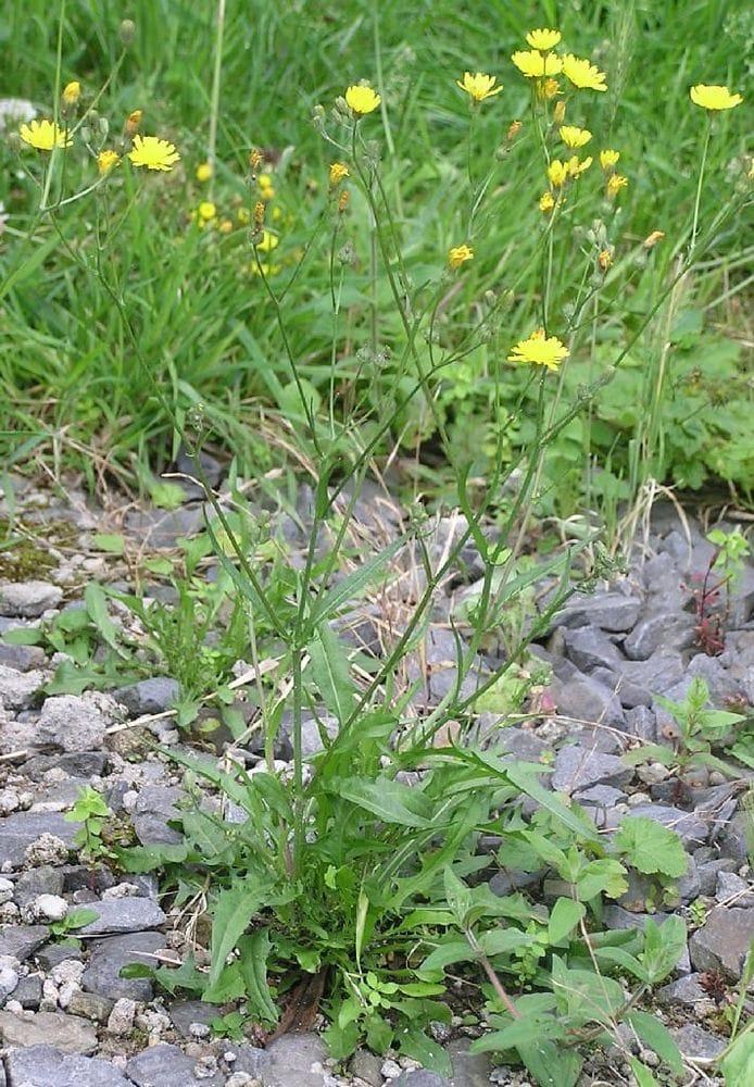 Crepis capillaris