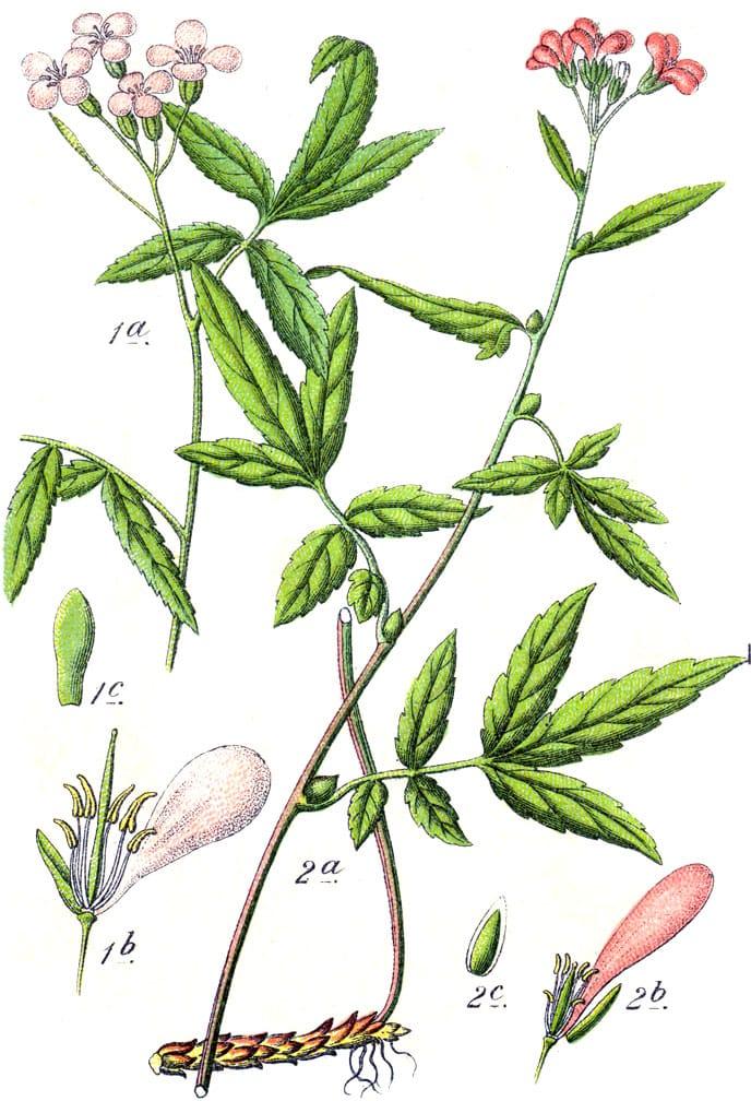 Dentaria bulbifera