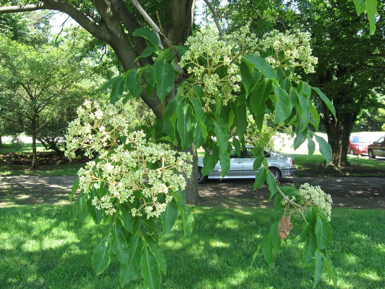 Euodia hupehensis