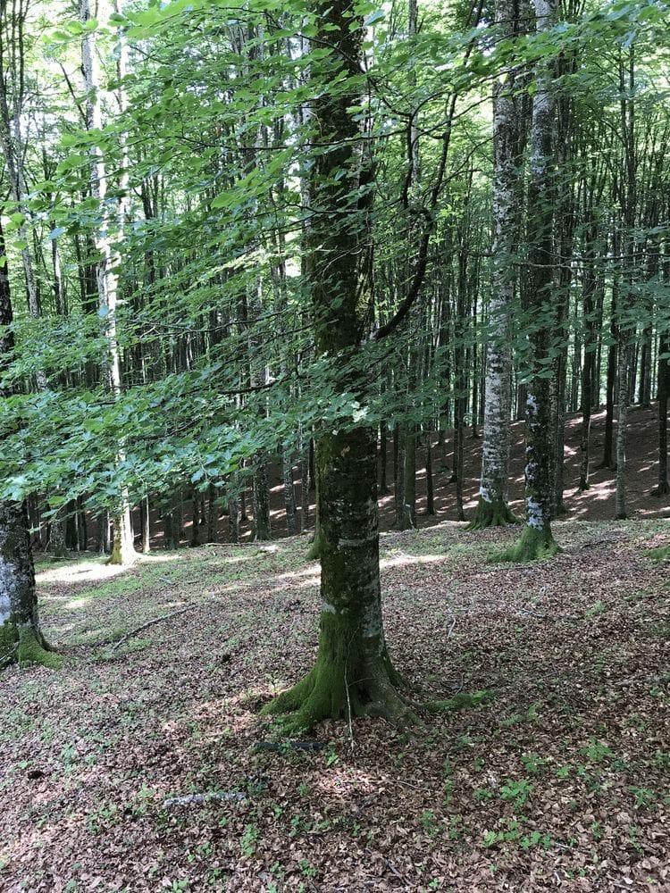Fagus sylvatica