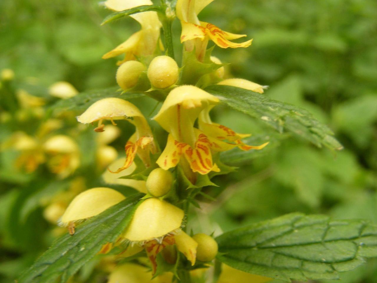 Galeobdolon luteum