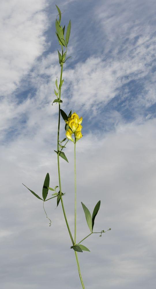 Lathyrus pratensis