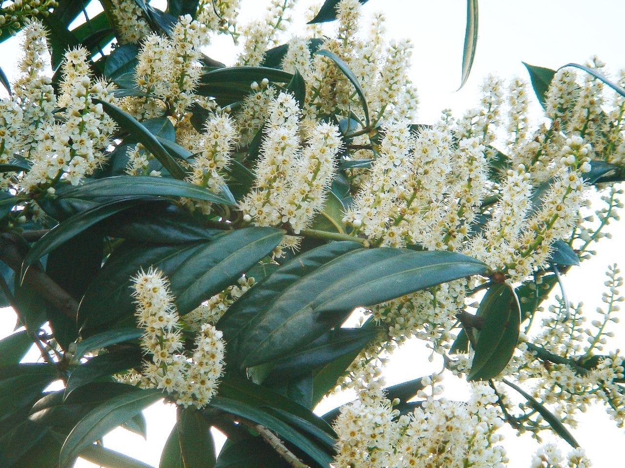 Laurocerasus offininalis