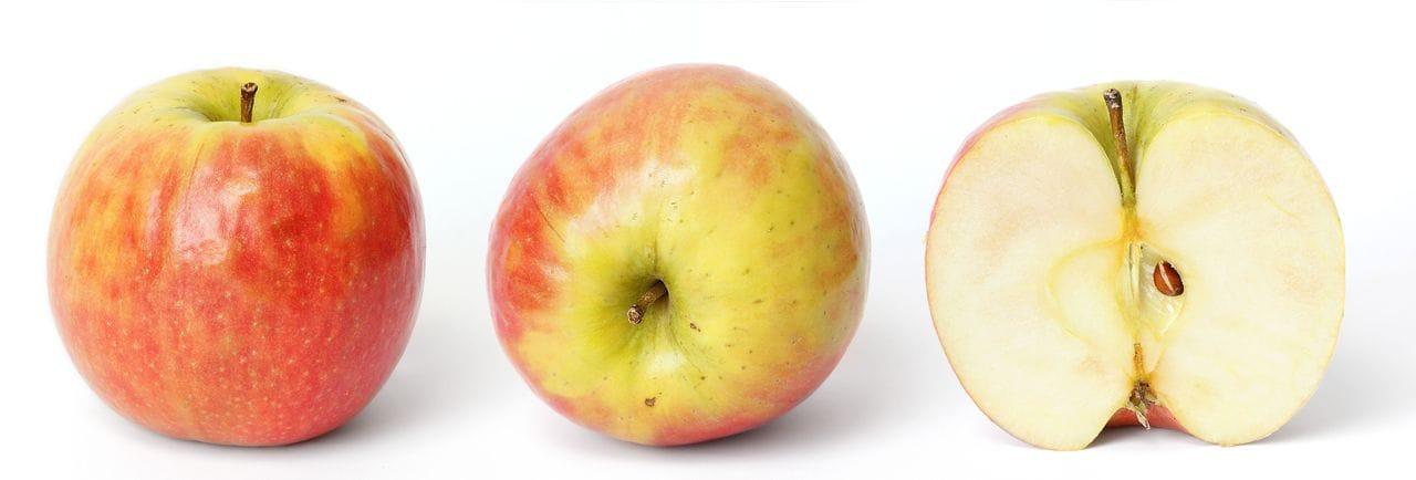 Malus domestica