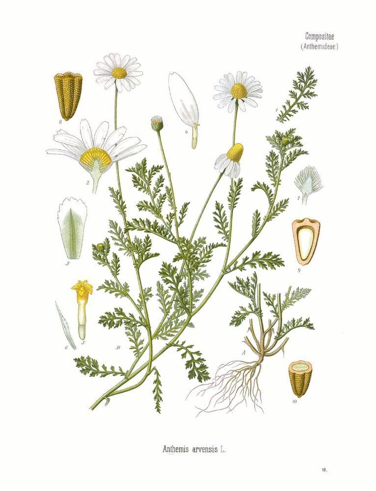 Matricaria inodora