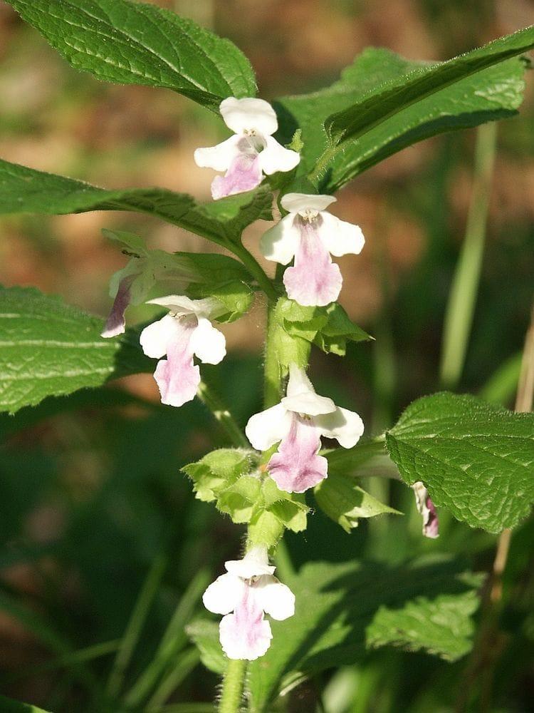 Melittis melissophyllum