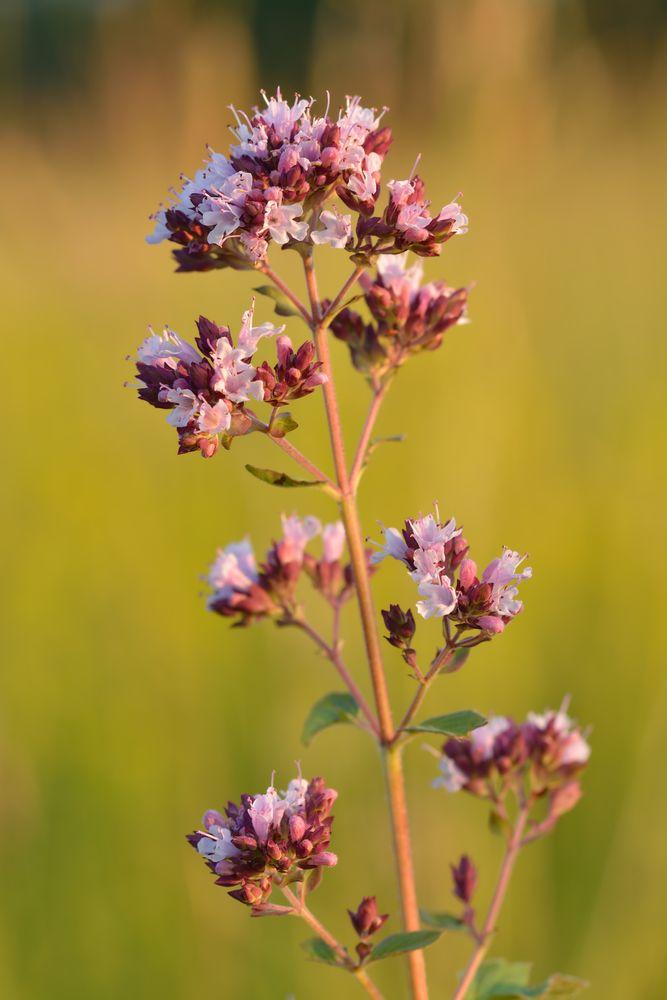 Oreganum vulgare