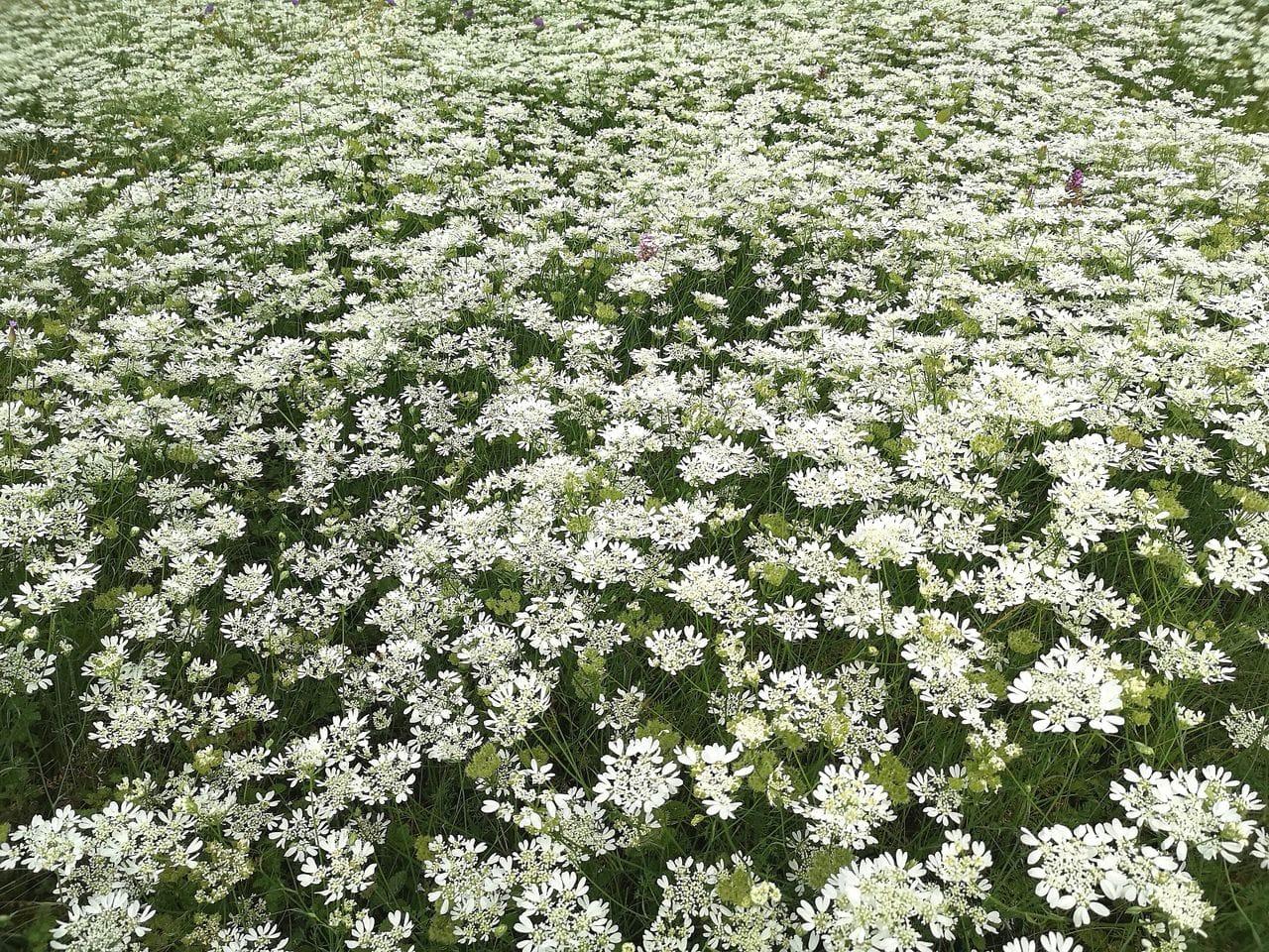 Orlaya grandiflora