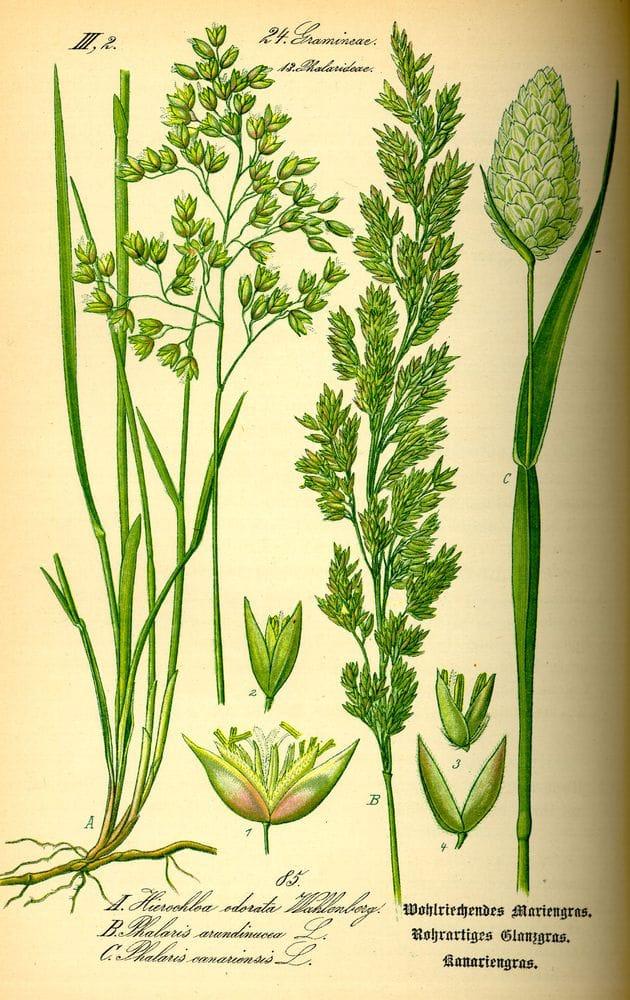 Phalaris canariensis