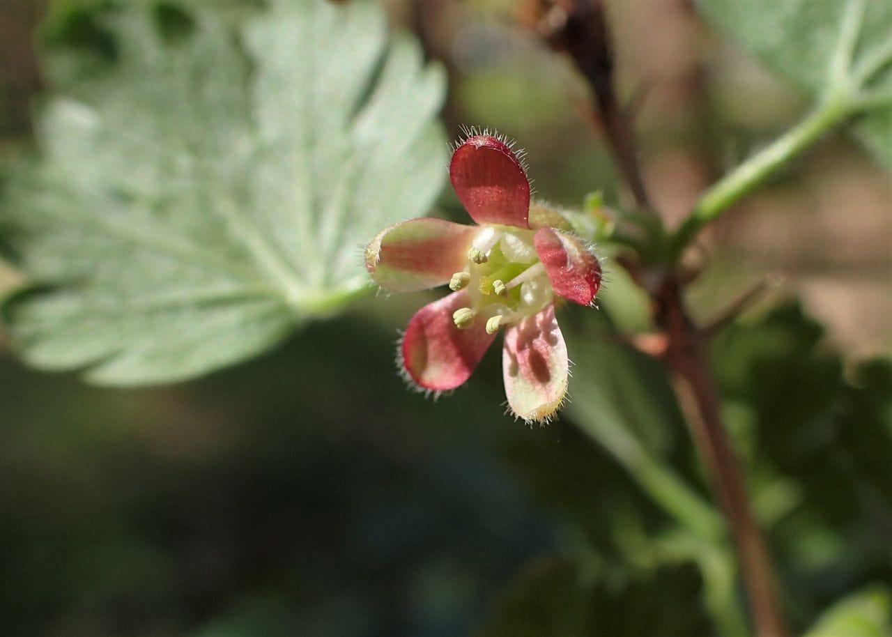 Ribes uva-crispa