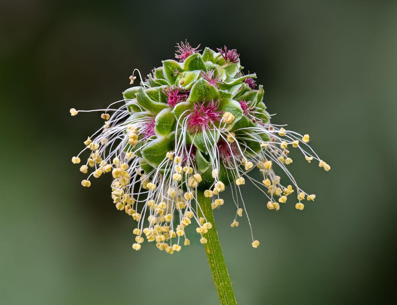 Sanguisorba minor