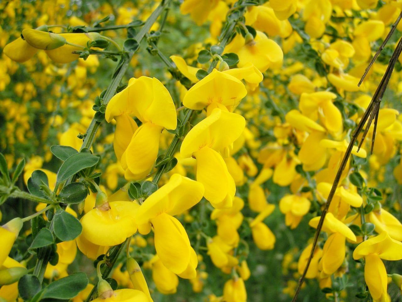 Sarothamnus scoparius