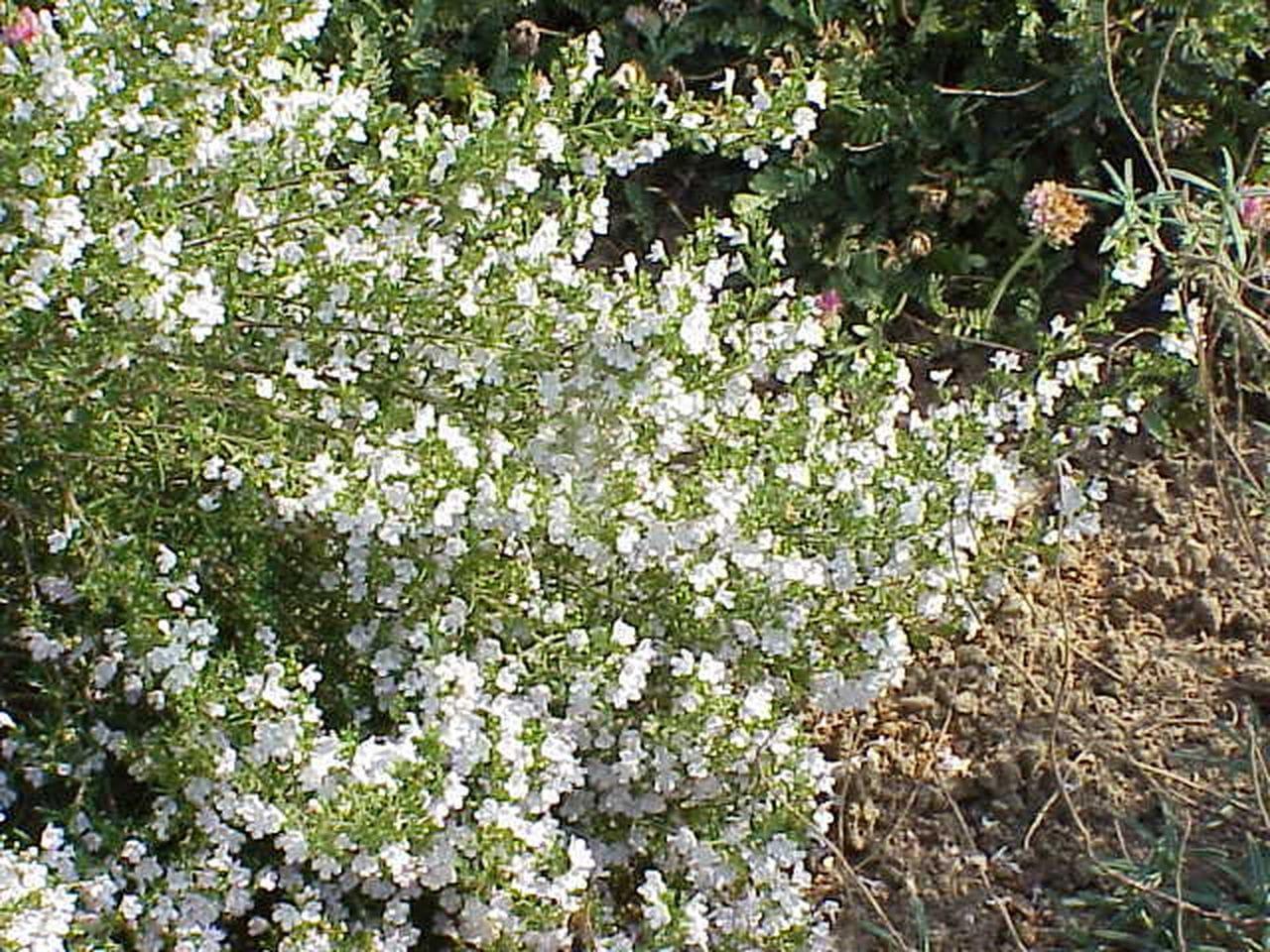 Satureja montana