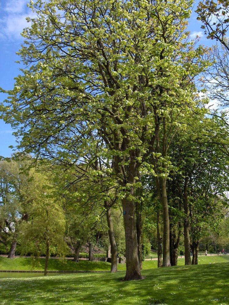 Tilia plathyphyllos
