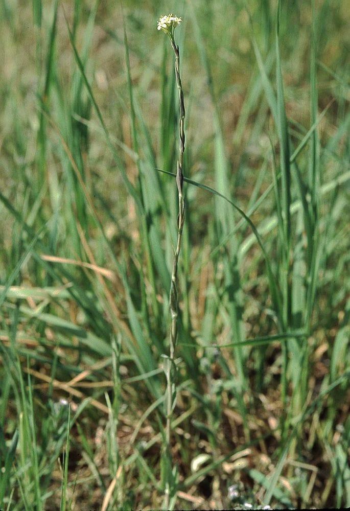 Turritis glabra