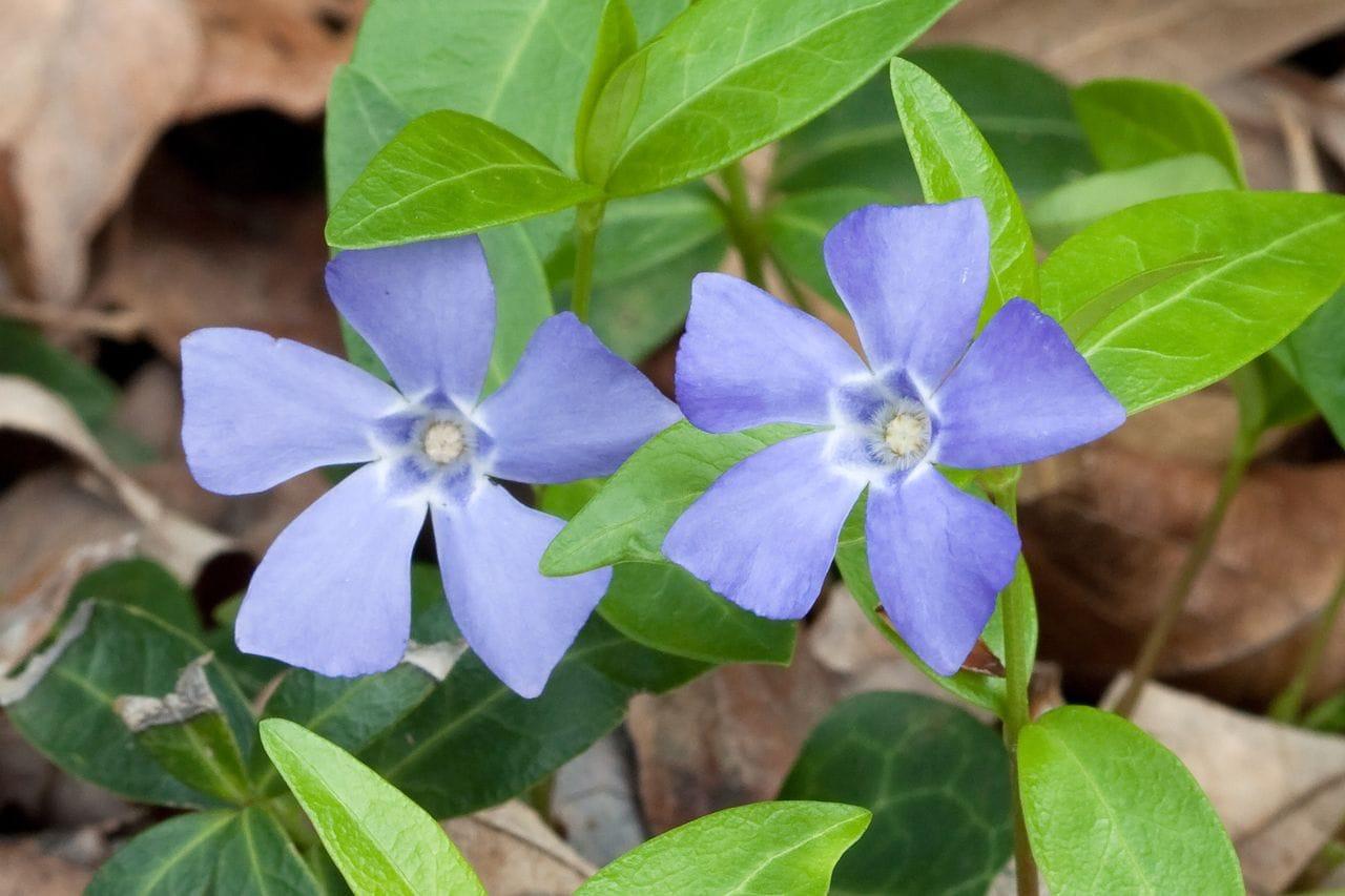 Vinca minor